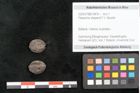 Foto (Objekt + Etikett) von Pleioclinis sheperdi F.V. Mueller (NHMW-GEO-2024-0188-10470)